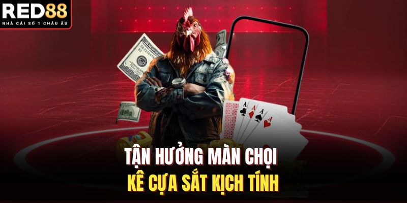 Tận hưởng màn chọi kê cựa sắt kịch tính