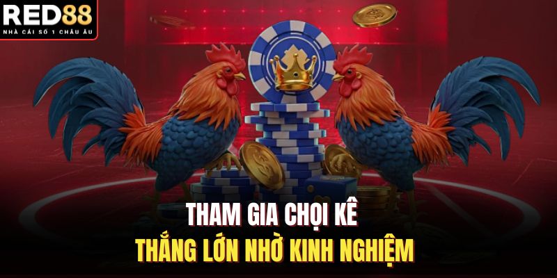 Tham gia chọi kê thắng lớn nhờ kinh nghiệm